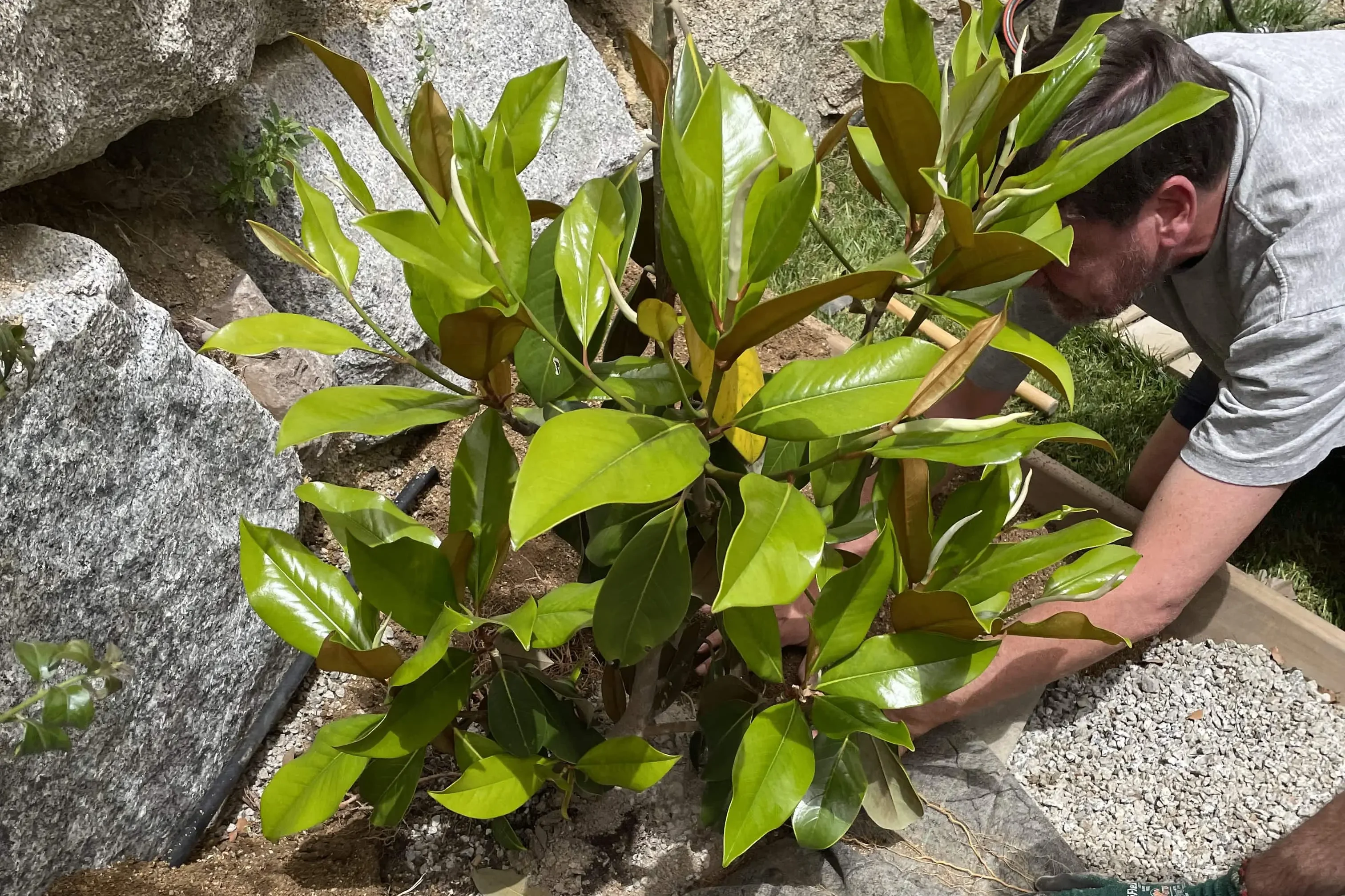 Plantas ideales para plantar a finales de invierno 1 ARTICLE 1 2 1 edited