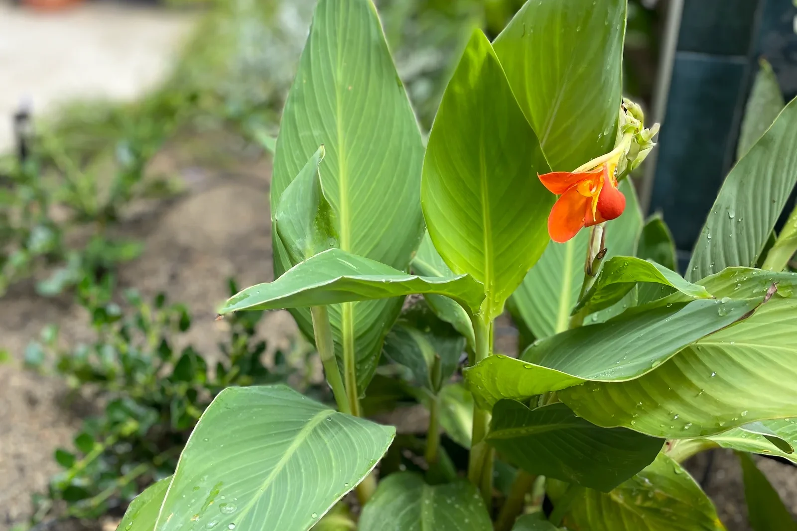 Cómo preparar jardines y terrazas para la llegada de la primavera 1 ARTICLE 4 2 edited