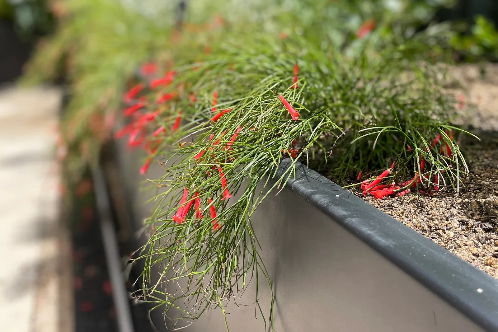 Plantas resistentes al frío: cuáles elegir para jardines y terrazas 1 ARTICLE 8 2 edited