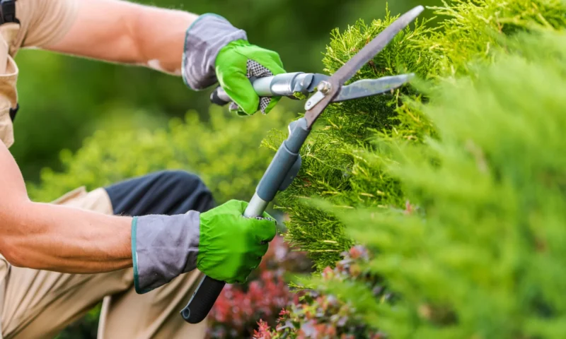 reducir-mantenimiento-jardin