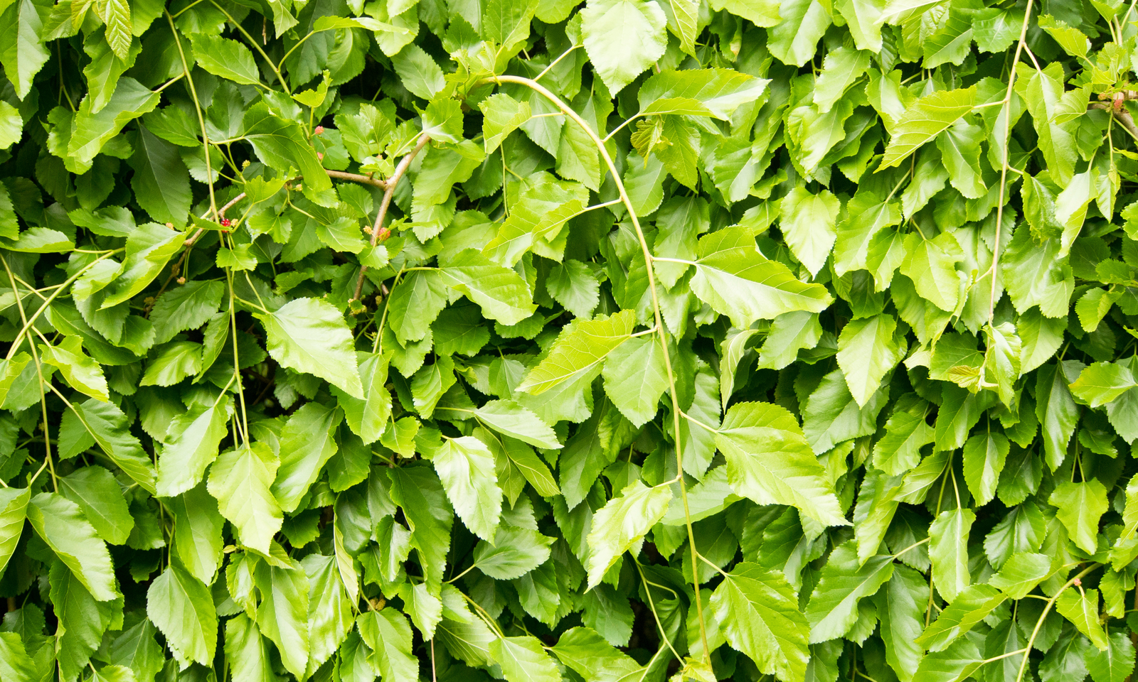 Murales vegetales con identidad natural 1 ARTICULOS HEROICA 2 1