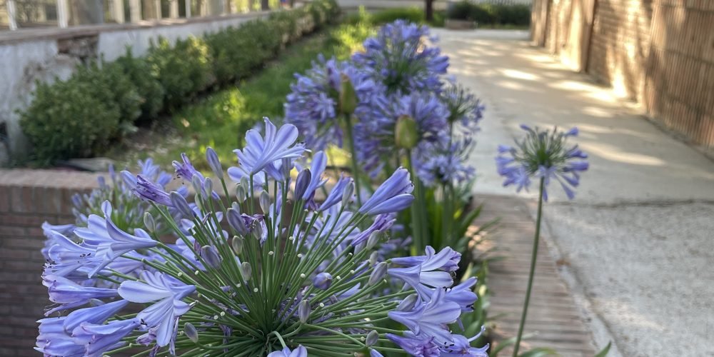 JARDIN ARGENTONA FASE 1 (48)