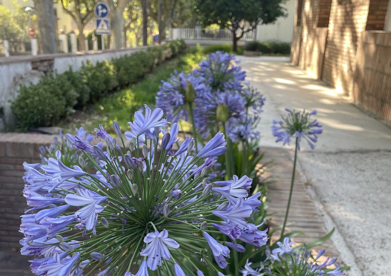 JARDIN ARGENTONA FASE 1 (48)