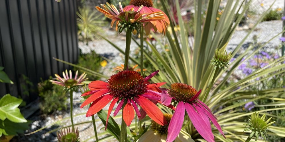 JARDIN DOSRIUS JUNIO (21)