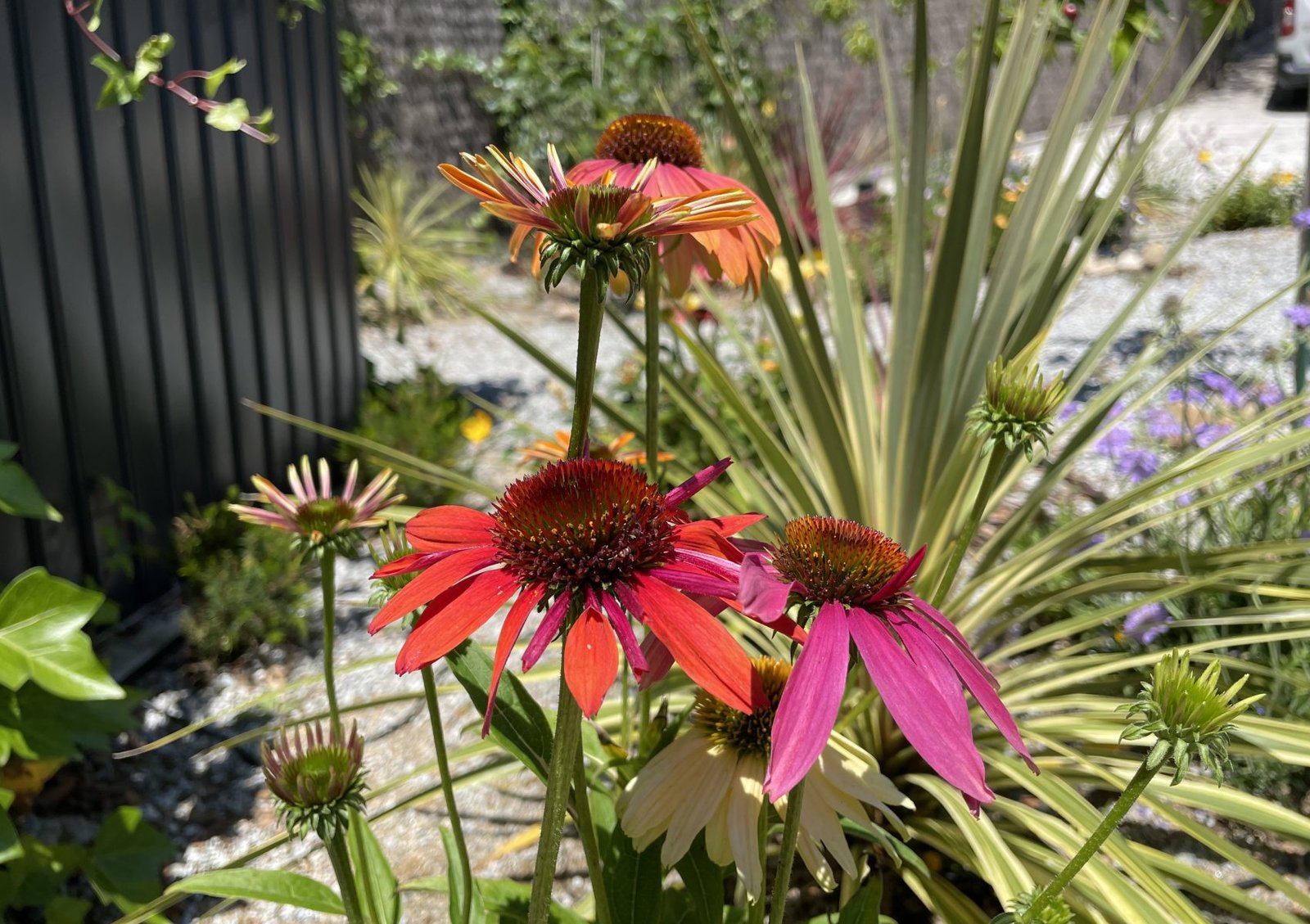 JARDIN DOSRIUS JUNIO (21)