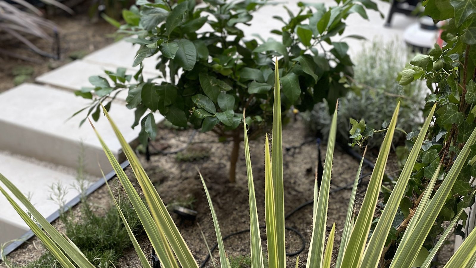 Jardin Bonanova julio 25 (30)