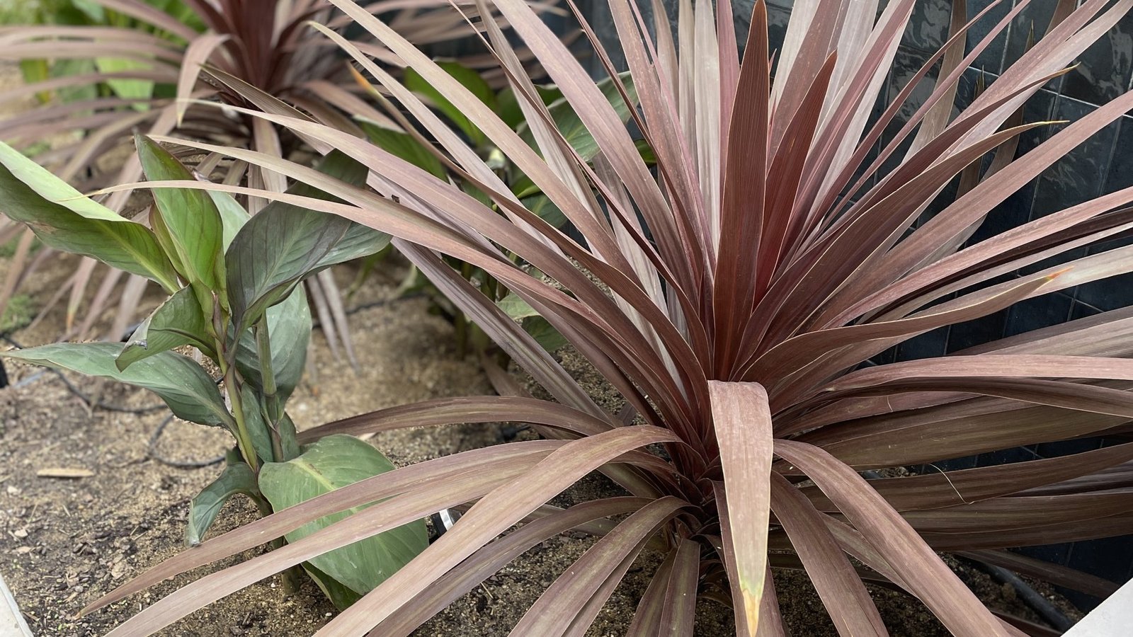 Jardin Bonanova julio 25 (31)