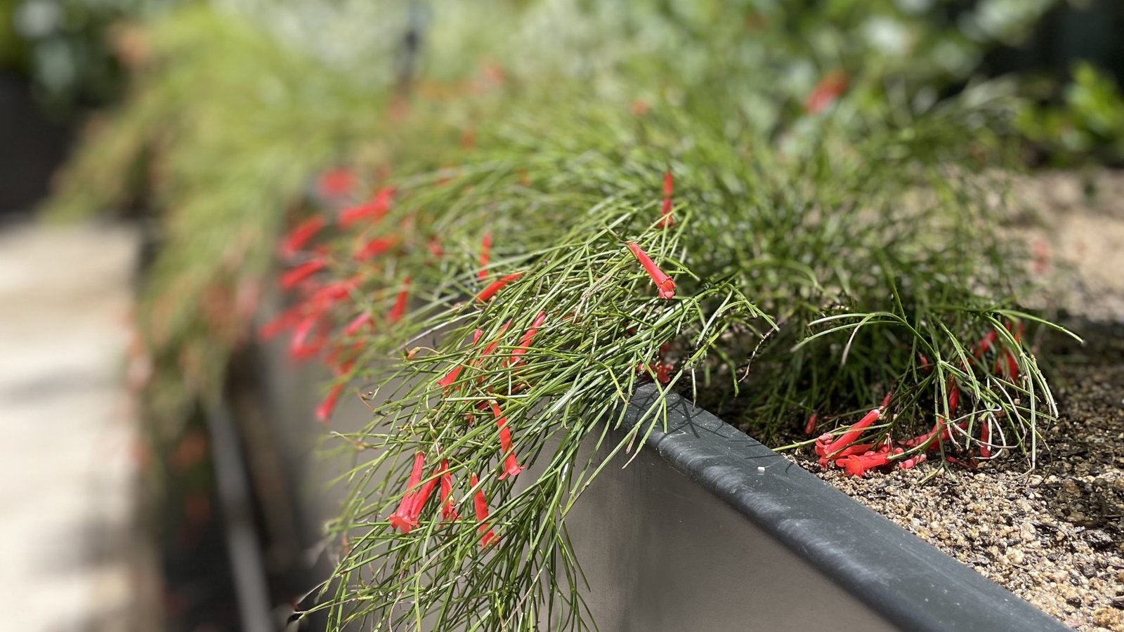 Jardin Bonanova julio 25 (39)