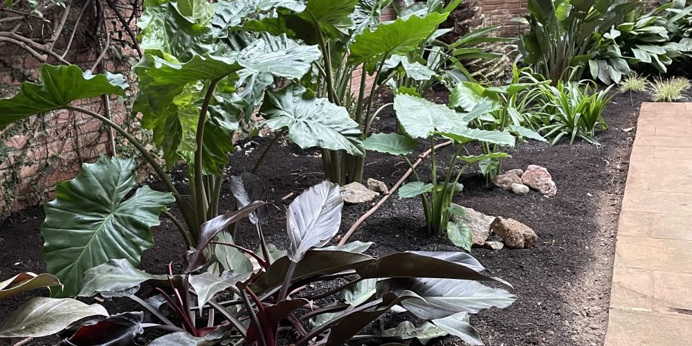 Perez cabrero Puchi 2025 (10)