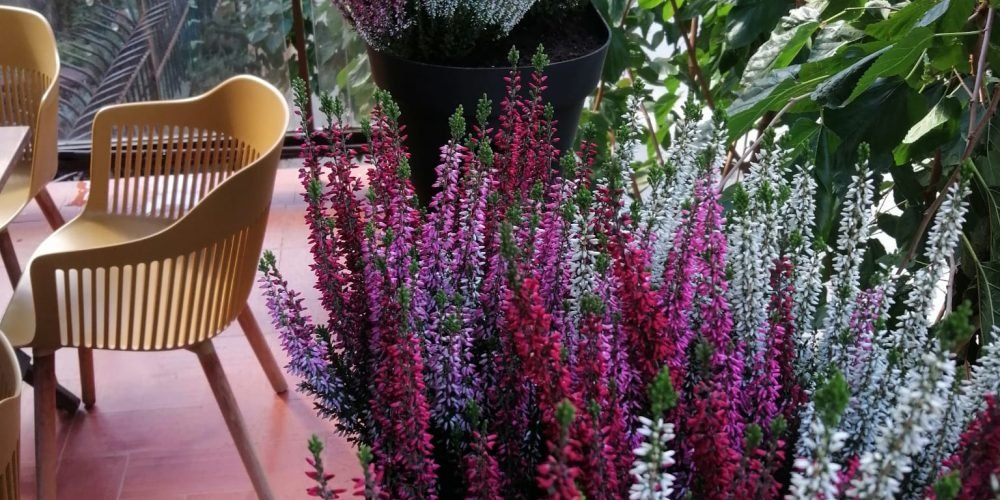 Terraza Sra. Figuerola (2)