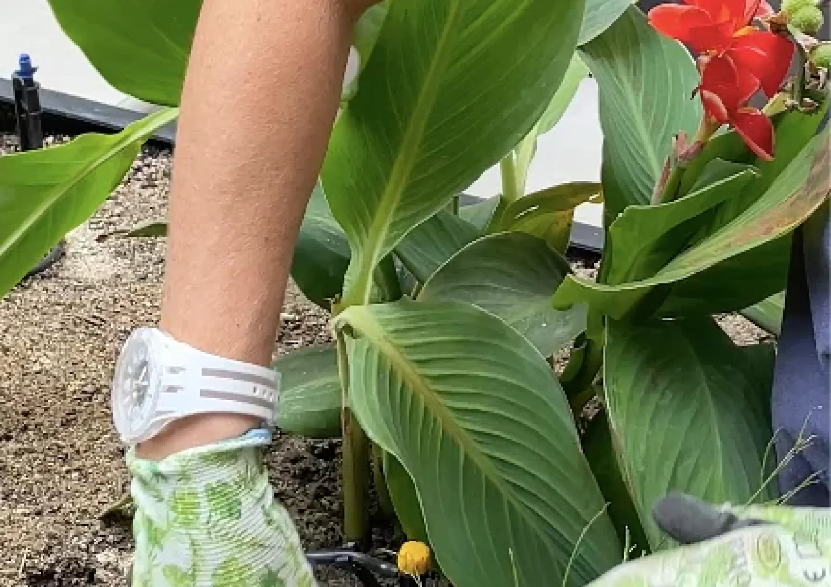 Transformacion-jardinpiscina-en-Bonanova-12