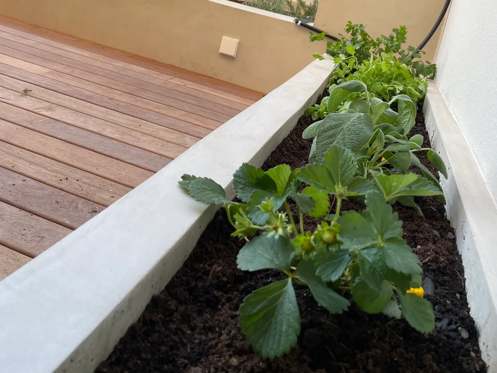 Plantas aromáticas para terrazas urbanas 1 terraza Nammi con riego 16 edited